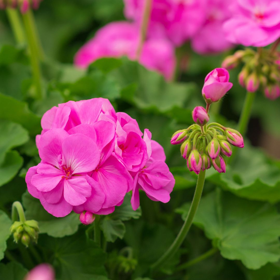 Geranium – Calliope Large Lavender – 10″ Patio Pot